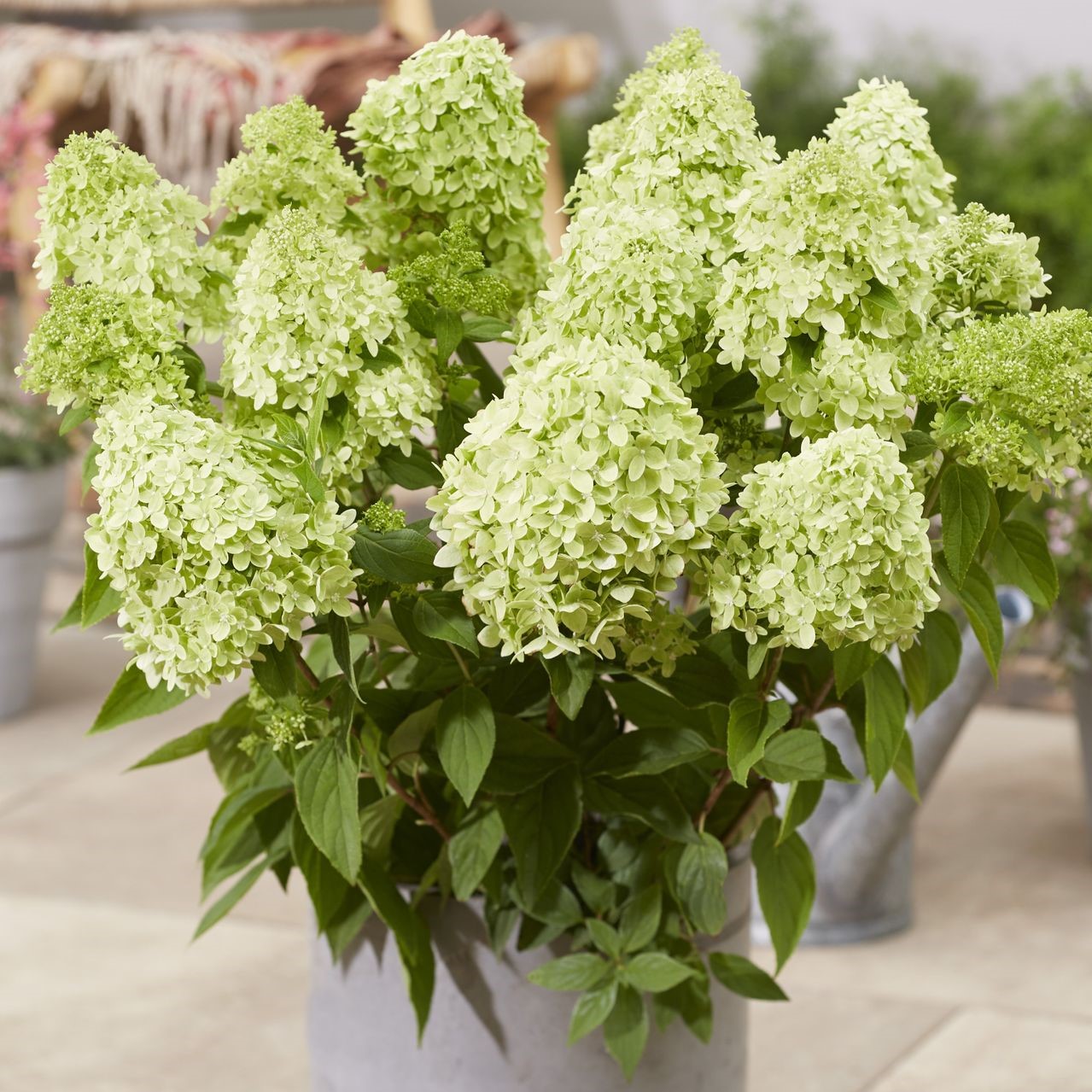 Гортензия метельчатая Гарденлайт Грин Лайт